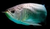 BUY-AROWANA-FISH-NOW-PRICES-REDUCED